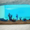 Коллекция Mer de Corail бренда Daum